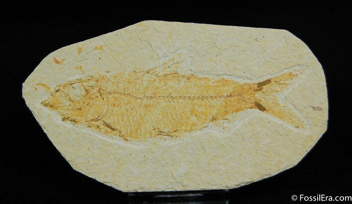 Inch Knightia Fossil Fish From WY #29